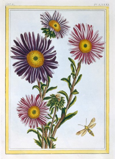 La Reine Marguerite Aster、パブ。 1776年。 作： Pierre Joseph Buchoz
