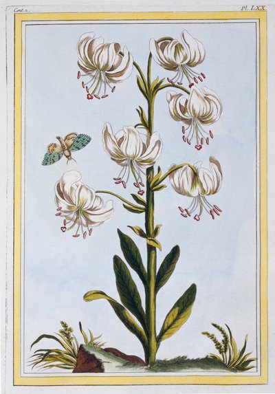 Le Martagan Blanc,  pub. 1776. 作： Pierre Joseph Buchoz