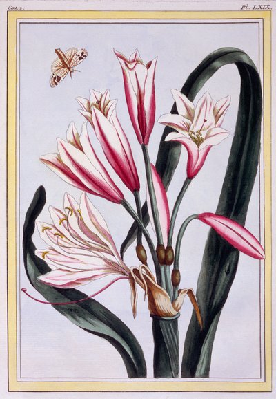 長い葉のアマリリス、パブ。 1776年。 作： Pierre Joseph Buchoz