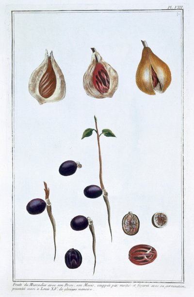 ナツメグ、c1751-1807 作： Pierre Joseph Buchoz