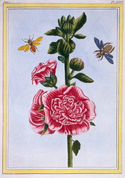 Passerose ホリホック、パブ。 1776年。 作： Pierre Joseph Buchoz