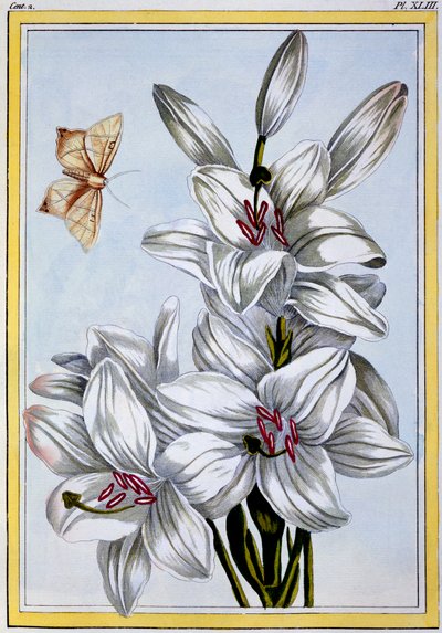 The Great White Lily、パブ。 1776年。 作： Pierre Joseph Buchoz