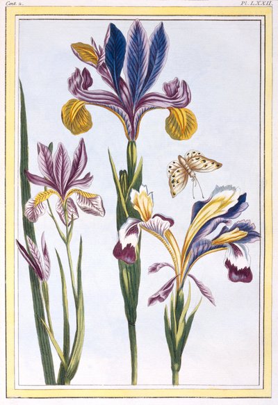 多彩なアイリス、パブ。 1776年。 作： Pierre Joseph Buchoz