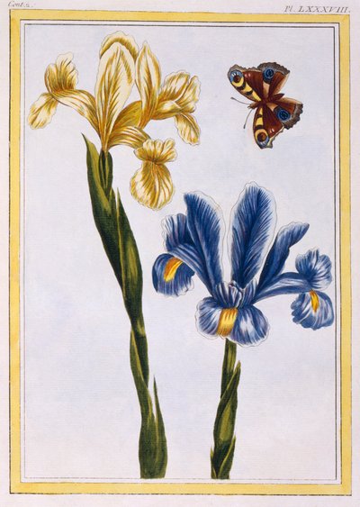 黄色と紫のアイリス、パブ。 1776年。 作： Pierre Joseph Buchoz