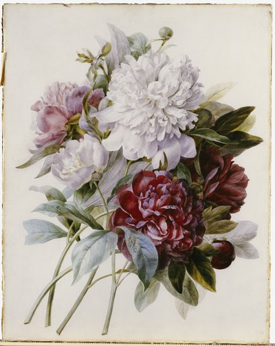 赤、ピンク、白の牡丹の花束 作： Pierre Joseph Redouté