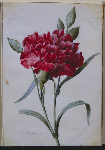 濃い赤のカーネーション、1822 作： Pierre Joseph Redouté