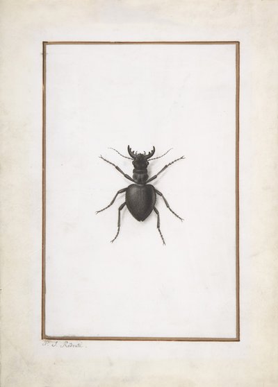 クワガタ、。 作： Pierre Joseph Redouté