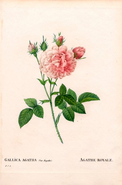 アガテ・ロワイヤルローズ（ロサ・ガリカ種）。ピエール・ジョセフ・ルドゥーテの『Les Roses』（パリ）に掲載された手彩色のスティプル銅版画 作： Pierre Joseph Redouté