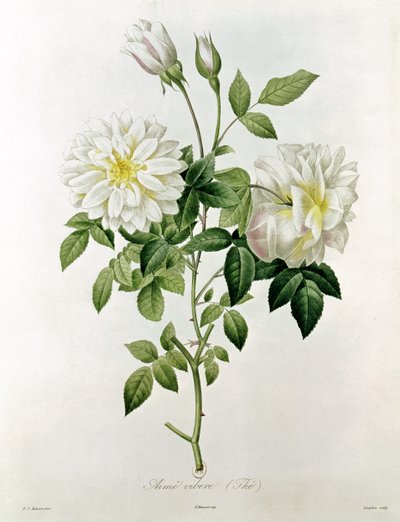 エスタッシュイアサントラングロワ（1777-1837）によって刻まれたエイムビベール（茶） 作： Pierre Joseph Redouté