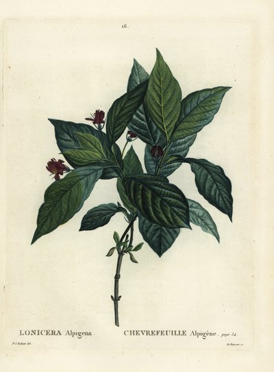 アルパインハニーサックル（Lonicera alpigena）。パリで出版されたHenri Louis Duhamel du Moncelの『Treat des Arbres et Shrustes』に掲載されたPierre-Joseph Redouteのイラストをもとに、Du Ruisseauが手彩色で描いたスティップル・エングレーヴィング。 作： Pierre Joseph Redouté