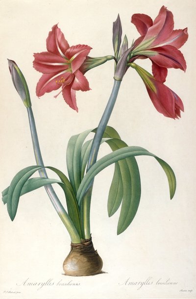 Amaryllis brasiliensis ブラジルのアマリリス。 作： Pierre Joseph Redouté