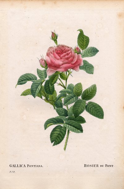 アンドレ・デュポンのバラ、ロサ・ガリカ種、ロシエル・デュポン。ピエール・ジョセフ・ルドゥーテの「Les Roses」（パリ）より、手彩色のスティプル銅版画 作： Pierre Joseph Redouté