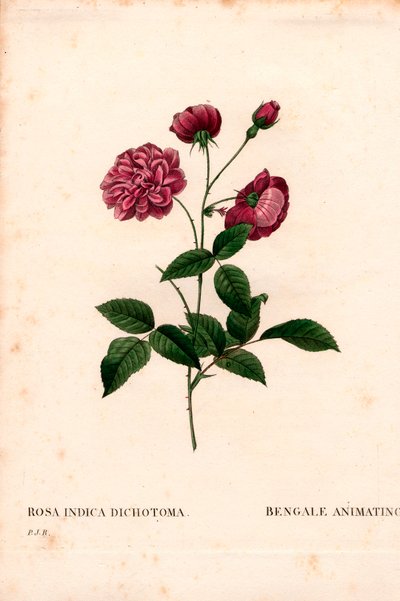 アニメーティング・チャイナローズ（Rosa chinensis hybrid）、ベンガル・アニメーティング（The Bengal animating）。ピエール・ジョセフ・ルドゥーテの「Les Roses」（パリ）より、手彩色のスティプル銅版画 作： Pierre Joseph Redouté