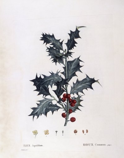 Aquifoliaceae - ヨーロッパヒイラギ（Ilex aquifolium）。(ボタニカルプレート 作： Pierre Joseph Redouté