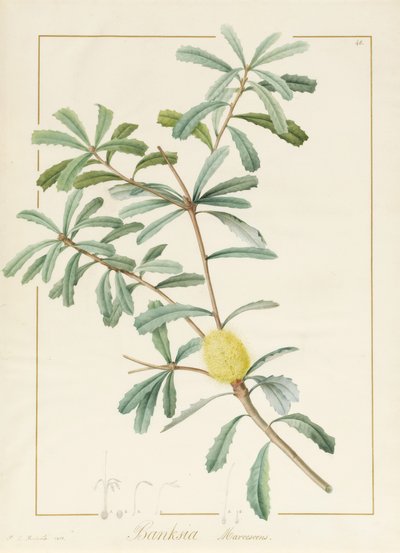 バンクシアマルセセンス、1813年（ベラムのグラファイト上にWCとボディカラー） 作： Pierre Joseph Redouté