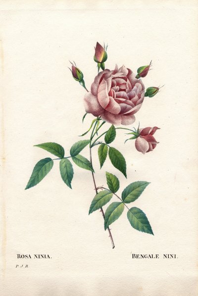 ベンガル・ニニ・ローズ（Rosa indica ninia）。ピエール・ジョセフ・ルドゥーテの「Les Roses」（パリ）より、手彩色のスティップル銅版画 作： Pierre Joseph Redouté