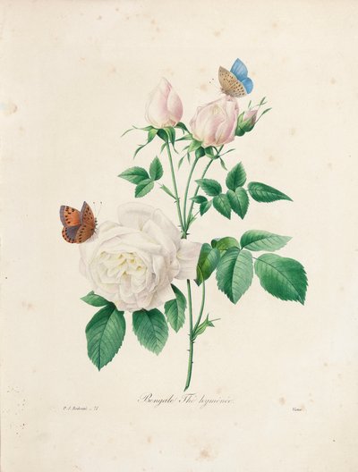 『最も美しい花と最も美しい果実の選択』、Vol。私、1827-33 作： Pierre Joseph Redouté