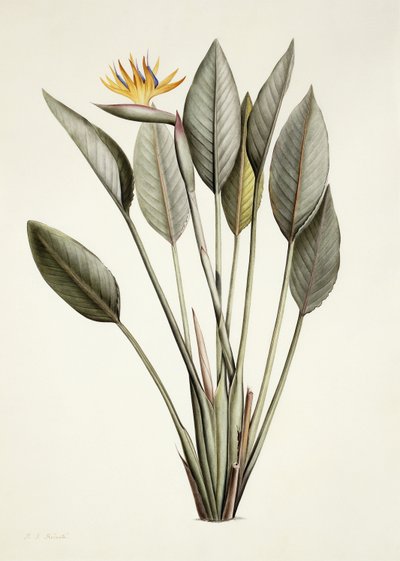 楽園の鳥; Strelitzia Reginae、 作： Pierre Joseph Redouté