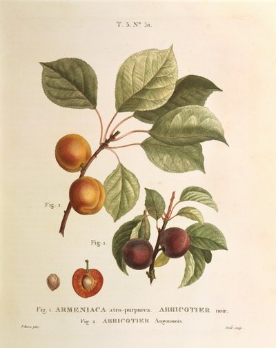 ブラックアプリコットとアプリコットの品種。Prunus armeniaca, Armeniaca atropurpurea by Pierre Joseph Redoute (1759-1840) 作： Pierre Joseph Redouté