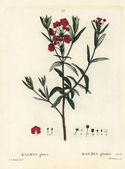 沼の月桂樹、Kalmia polifolia（Kalmia glauca）。パリで出版されたHenri Louis Duhamel du Moncelの『Treat des Arbres et Shrustes』に掲載されたPierre-Joseph Redouteのイラストをもとに、Miss Brenetが手彩色で描いたスティップル・エングレーヴィング。 作： Pierre Joseph Redouté