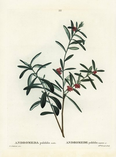 ボッグローズマリー（Andromeda polifolia）。パリのHenri Louis Duhamel du Monceauの『Treat des Arbres et Shrustes』に掲載されたPierre-Joseph Redouteのイラストをもとにした手彩色のスティプル・エングレーヴィング。 作： Pierre Joseph Redouté
