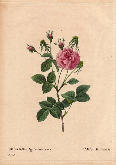 ボタニカルボード、花、バラの品種。アガテカルネ（Rosa gallica agatha incarnata）。原産地不明、ローズ・ガリカ・ダマスクの交配種。ピエール・ジョセフ・ルドゥーテ（1759〜1840）の「Les Roses」第2巻に掲載。 作： Pierre Joseph Redouté