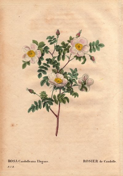 ボタニカルボード、花、バラの品種。De Candolle