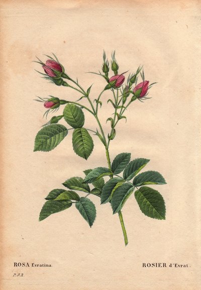 ボタニカルボード、花、バラの品種。Evrat Rose (Rosa evratina).原産地は不明ですが、オランダの温室で栽培されていたものを1824年以前にMonsieur Evrathに渡しています。Pierre Joseph Redoute (1759-1840)の "Les Roses "第2巻に掲載。 作： Pierre Joseph Redouté