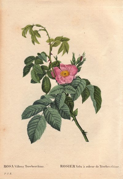 ボタニカルボード、花、バラの品種。ヘアリーローズはテレベンシン(Rosa Villosa Terebenthina)の香りがします。ピエール・ジョセフ・ルドゥーテ（1759-1840）の「Les Roses」第2巻では 作： Pierre Joseph Redouté