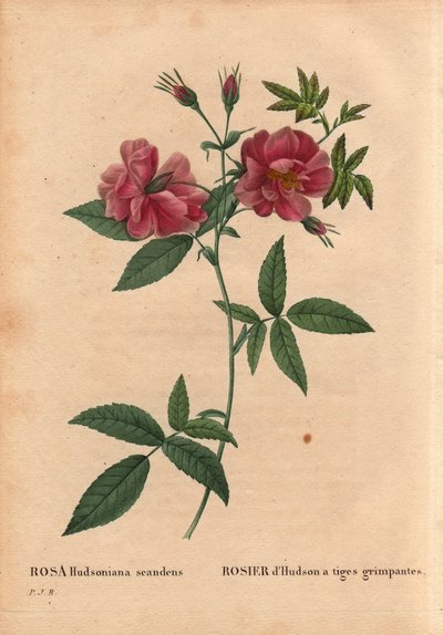 ボタニカルボード、花、バラの品種。ハドソンローズ（Rosa hudsoniana scandens）のクライミングステム。北アメリカ産。Pierre Joseph Redoute (1759-1840)の「Les Roses」第2巻に掲載されています。 作： Pierre Joseph Redouté