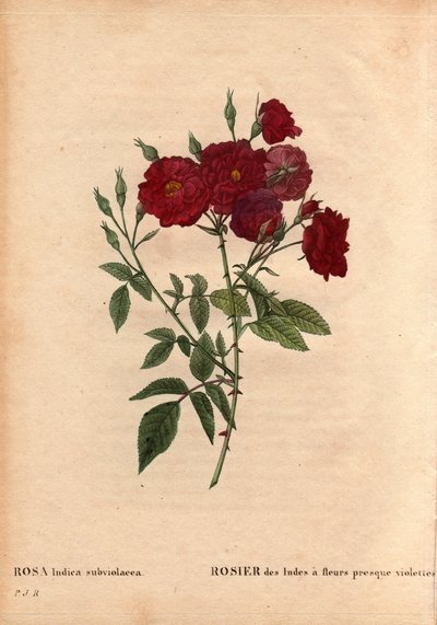 ボタニカルボード、花、バラの品種。紫色に近い花を咲かせるインドローズ（Rosa indica subviolacea）。1812年頃、M.Ternauxによって栽培されました。Pierre Joseph Redoute (1759-1840)の "Les Roses "第2巻に掲載。 作： Pierre Joseph Redouté