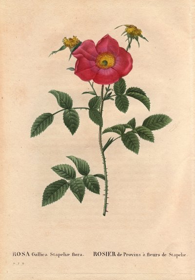 ボタニカルボード、花、バラの品種。Provin Rose with Stapelia flowering (Rosa Gallica Stapeliae flora) おそらく絶滅した種。Pierre Joseph Redoute（1759-1840）の「Les Roses」第2巻に掲載。 作： Pierre Joseph Redouté