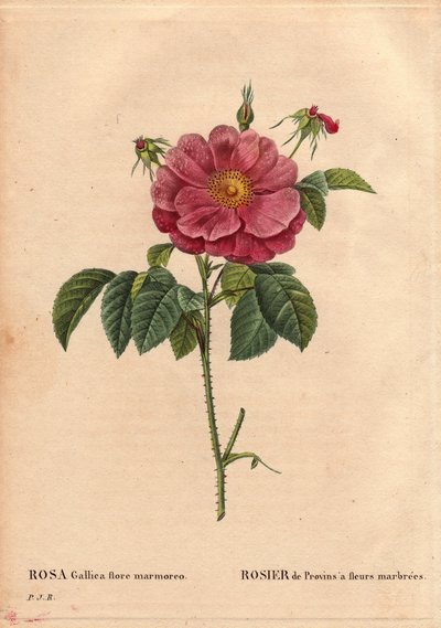 ボタニカルボード、花、バラの品種。マーブル模様の花を持つプロヴィンローズ（Rosa gallica flore marmoreo）。起源不明。Pierre Joseph Redoute（1759-1840）の「Les Roses」第2巻に掲載。 作： Pierre Joseph Redouté