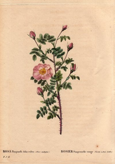 ボタニカルボード、花、バラのヴァリエーションRed Pimprenelle Rose (Varieteは八重咲き).ラテン語ではRosa pimpinellifolia rubra.1800年頃、Monsieur Descenemetが栽培した花。ピエール・ジョセフ・ルドゥーテ（1759-1840）の「薔薇」第2巻に掲載。 作： Pierre Joseph Redouté
