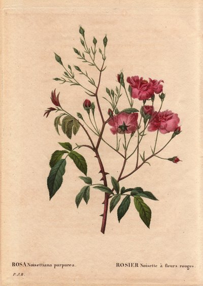ボタニカルボード、花、ローズバリエ赤い花を咲かせるロサ・ヘーゼルナッツ（Rosa noisettiana purpurea）は、1822年にMonsieur Ternauxの庭でローズ・ヘーゼルナッツ・ヴァリエットの種子から得られたものです。ピエール・ジョセフ・ルドゥー(1759-184)の「Les Roses」第2巻に掲載。 作： Pierre Joseph Redouté