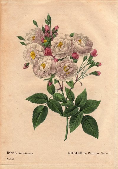 ボタニカルボード、花、バラの品種。Rose of Philippe hazelnut（Rosa noisettiana）。ジョン・チャンプニーがアメリカで栽培し、フィリップ・ノワゼットが1814年にフランスに導入したバラmoschata chinensisのハイブリッド種。による「Les Roses」第2巻に掲載。 作： Pierre Joseph Redouté