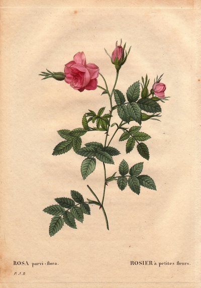 ボタニカルボード、花、バラの品種。北アメリカ産の小花のバラ（Rosa parvi-floraまたはRosa parvi flora）。ピエール・ジョセフ・ルドゥーテ（1759-1840）の「Les Roses」第2巻にて 作： Pierre Joseph Redouté