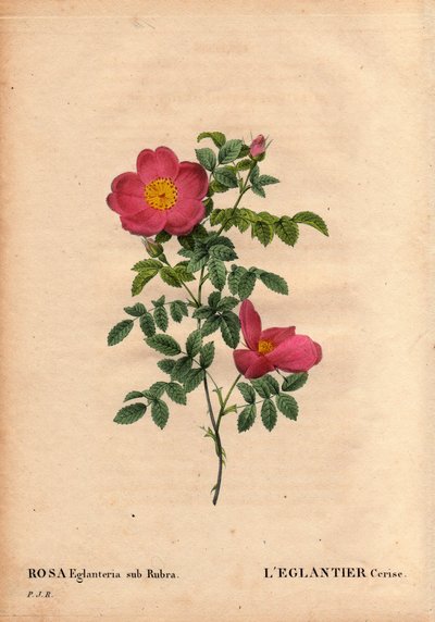 ボタニカルボード、花、バラの品種。1820年頃、Monsieur Vilmorinの温室にあったチェリーエグランティエ（Rosa eglanteria sub rubra）のレパートリーで、黄色いバラfoetidaの種によって得られたもの。ピエール・ジョセフ・ルドゥーテ著「Les Roses」第2巻にて 作： Pierre Joseph Redouté