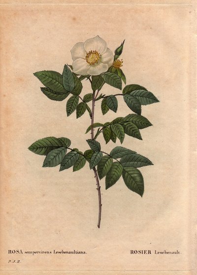 ボタニカルボード、花、バラの品種。レッシェノーローズ（Rosa sempervirens Leschenaultiana）。レッシェノー氏がインドのニルギリ（またはニルギリ、ニルギリス）、ブルーマウンテンで発見。1824年以前にタミル・ナードゥ州で。L」では 作： Pierre Joseph Redouté