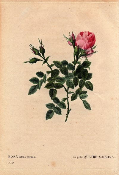 ボタニカルボード、フラワー、ローズ・ヴァリエーション小さな四季（フォーシーズンズ）。ラテン語ではRosa bifera pumila, Monsieur Noel, Paris, France, before 1824で栽培されています。ピエール・ジョセフ・ルドゥーテ（1759-1840）の「Les Roses」第2巻にて 作： Pierre Joseph Redouté