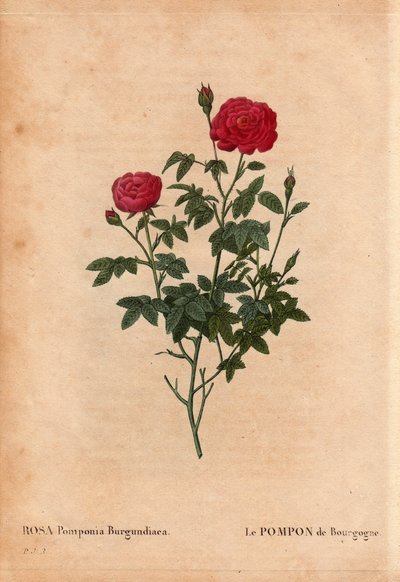 ボタニカルボード、花、バラの品種。ブルゴーニュのポンポン（Rosa Pomponia Burgundiaca）。起源不明、1664年以前の出口品種。ピエール・ジョセフ・ルドゥーテ（1759-1840）の「Les Roses」第2巻に掲載。 作： Pierre Joseph Redouté