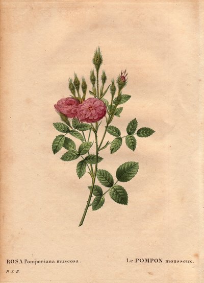ボタニカルボード、花、バラの品種1801年頃にイギリス西部の庭で発見された、きらめくポンポンのような種類の「ローズ・ド・モー」（Rosa Pomponiana muscosa）。ピエール・ジョセフ・ルドゥーテ（1759-1840）の "Les Roses "第2巻に掲載。 作： Pierre Joseph Redouté