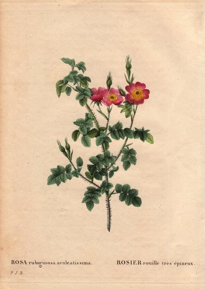 ボタニカルボード、花、バラの品種。非常に棘のあるサビバラ（Rosa rubiginosa aculeatissima）。1810年頃、デュポンが種とパンを入手。Pierre Joseph Redoute (1759-1840)の "Les Roses "第2巻に掲載。 作： Pierre Joseph Redouté