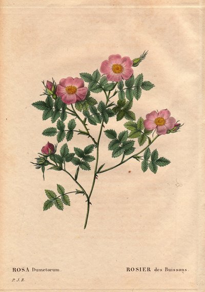 ボタニカルボード、花、バラの品種。ブッシュローズ（Rosa dumetorum）。1821年以前に発見されたヨーロッパやアジアのカニンバラの仲間から。ピエール・ジョセフ・ルドゥーテ（1759-1840）の「Les Roses」第2巻に掲載。 作： Pierre Joseph Redouté