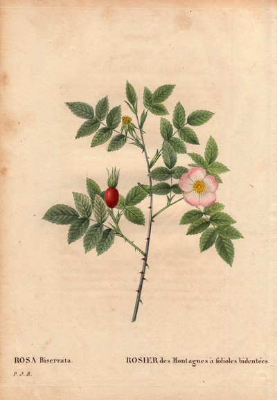 ボタニカルボード、花、バラの品種。ロサ・ビセラータ（Rosa Biserrata）の葉を持つマウンテンローズ。1812年以前にドクター・メラットがフランスのパリ近郊のモン・ヴァレリアンで採取。Pierre Joseph Redoute (1759-1840)の "Les Roses "第2巻に掲載。 作： Pierre Joseph Redouté
