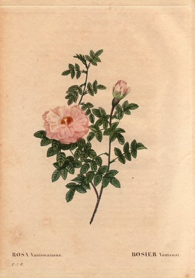 ボタニカルボード、花、バラの品種。ローズ・ベンテナート。(Rosa ventenatiana)、原産地不明。ピエール・ジョセフ・ルドゥーテ（1759-1840）の「Les Roses」第2巻に掲載。 作： Pierre Joseph Redouté