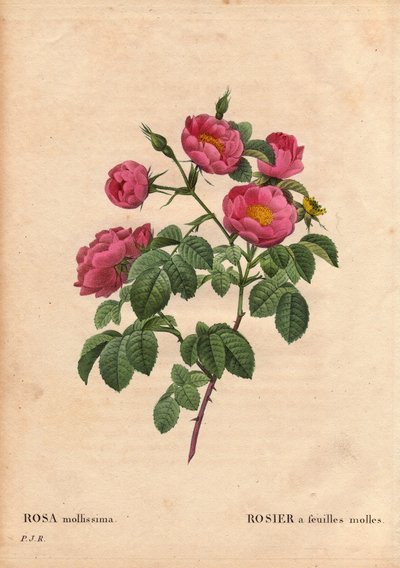 ボタニカルボード、花、バラの品種。柔らかい葉を持つバラ。(Rosa mollissima flora submultiplici).Rose mollisの品種、1821年以前のものです。ピエール・ジョセフ・ルドゥーテ（1759-1840）の「Les Roses」第2巻に掲載。 作： Pierre Joseph Redouté