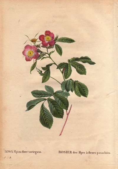 ボタニカルプレート、花、バラのヴァリエーション。バリエーション豊かな花を咲かせるアルプスのバラ（Rosa alpina flora variegato）。フランスでは1813年頃、de Poilpreに紹介された。ピエール・ジョセフ・ルドゥーテ（1759-1840）の「Les Roses」第2巻に掲載。 作： Pierre Joseph Redouté