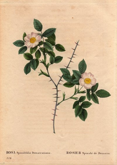 ボタニカルプレート、花、バラの品種。Rosier Spinule de Dematra（Rosa spinulifolia dematratiana）は、1818年以前にコルビエールの司祭であるディーン・デマトラによって、スイスのフリブール州シャテル・シュル・モンサルヴァン（Chatel sur Montsalvens）の近くで発見されました。"Les Roses "にて 作： Pierre Joseph Redouté
