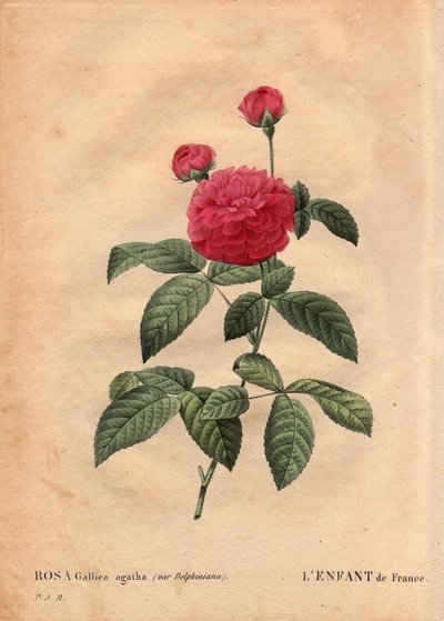ボタニカルプレート、花、バラの品種。フランスの子供（Rosa gallica agatha var. delphiniana）。1802年頃、デュポン氏によって栽培されたもので、ルイ15世（1710-1774）の時代から知られており、王太子に敬意を表して "Enfant de France "と呼ばれていました。レ・ロ」では 作： Pierre Joseph Redouté